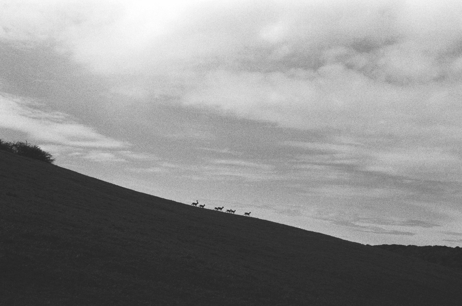 A herd of young fallow deer running along a hillside inside fenced private land on the outskirts of Bratislava